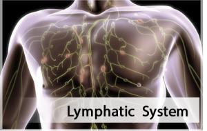 Lymhatic System